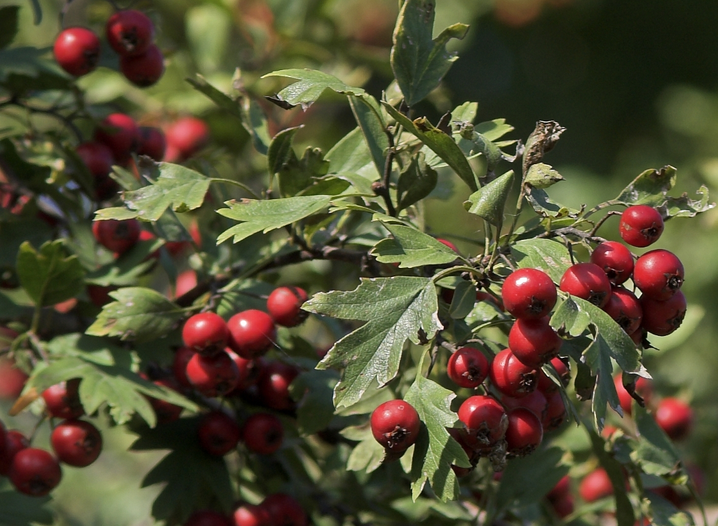 Common Hawthorn.jpg